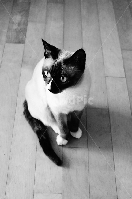 고양이,동물,흑백,옆모습,샴,펫,동물,animal,포유류,mammal,고양이,cat,kitten,kitty,흑백,모노톤,monochrome,black and white