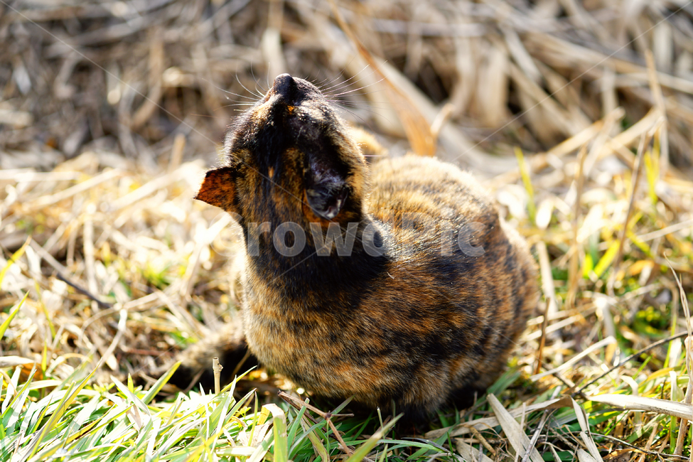 고양이,길고양이,길냥이,야옹이,냐옹이,냥냥이,반려묘,애완묘,반려동물,애완동물,야생동물,펫,캣,동물,animal,포유류,mammal,고양이,cat,kitten,kitty