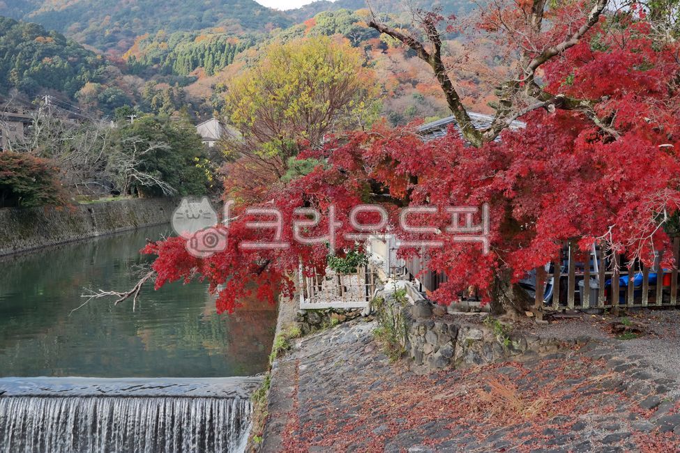 kyoto,Kyoto,japan,rail,tree,leaf,Arashiyama,plant,maple,train,Maple