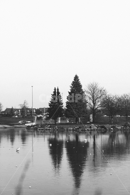 나무,흑백,감성,자연,풍경,자연,풍경,nature,landscape,흑백,모노톤,monochrome,black and white,tree,plant,식물,fir,전나무