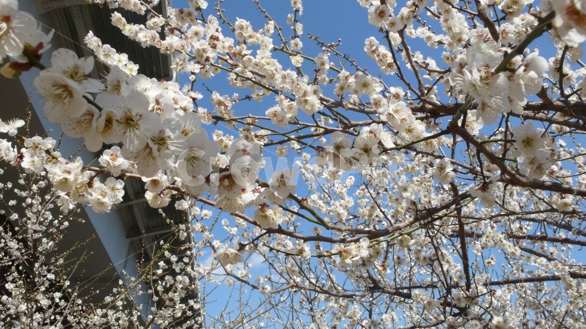 매화,남도,봄꽃,봄,꽃,하얀꽃,꽃나무,봄,계절,spring,season,식물,자연,plants,nature,꽃,flower,plant,blossom