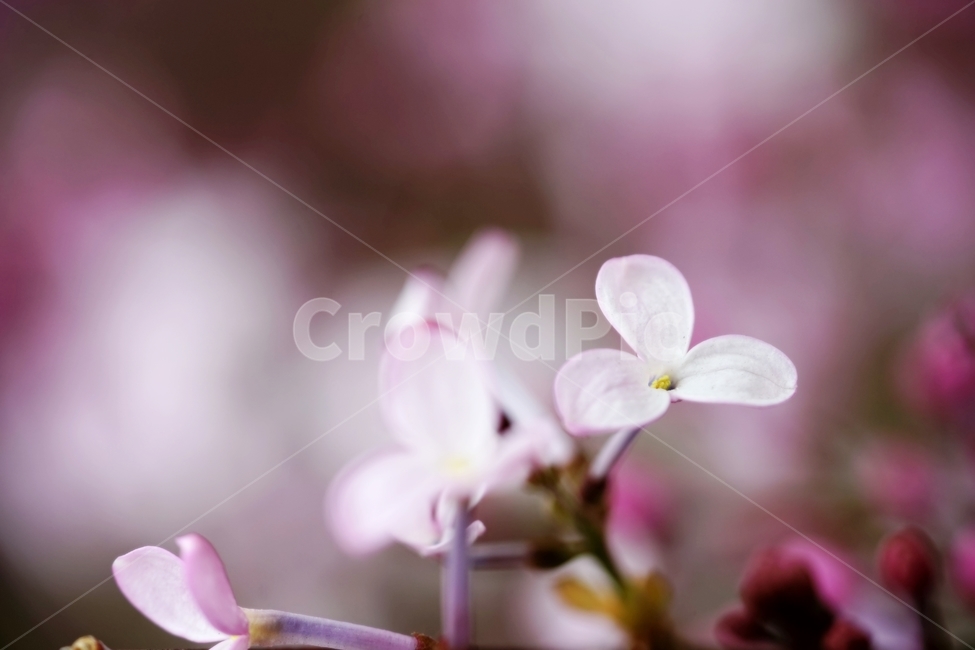 라일락,수수꽃다리,물푸레나무과,식물,봄,식물,자연,plants,nature,꽃,flower