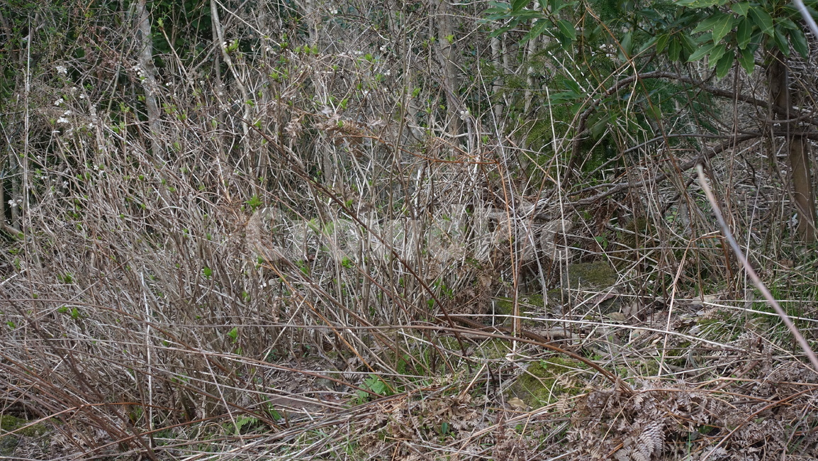 제주도,거문오름,오름,자연,nature,숲,forest,수풀,나무,tree,jeju,jejuisland,green,비자림,서거문이오름,제주