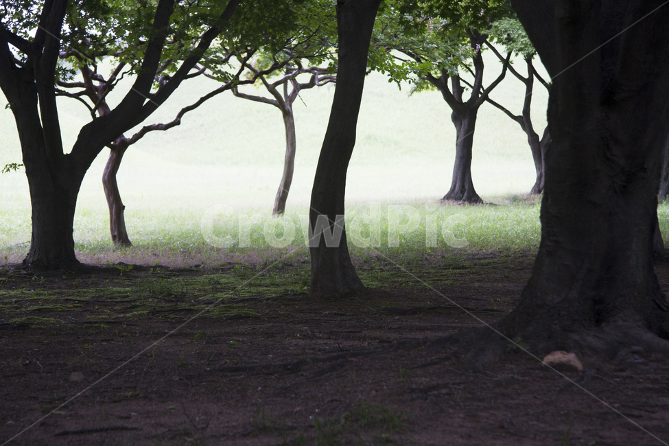 나무,자연,공원,그늘,tree,자연,풍경,nature,landscape,tree trunk,나무 줄기,plant,식물