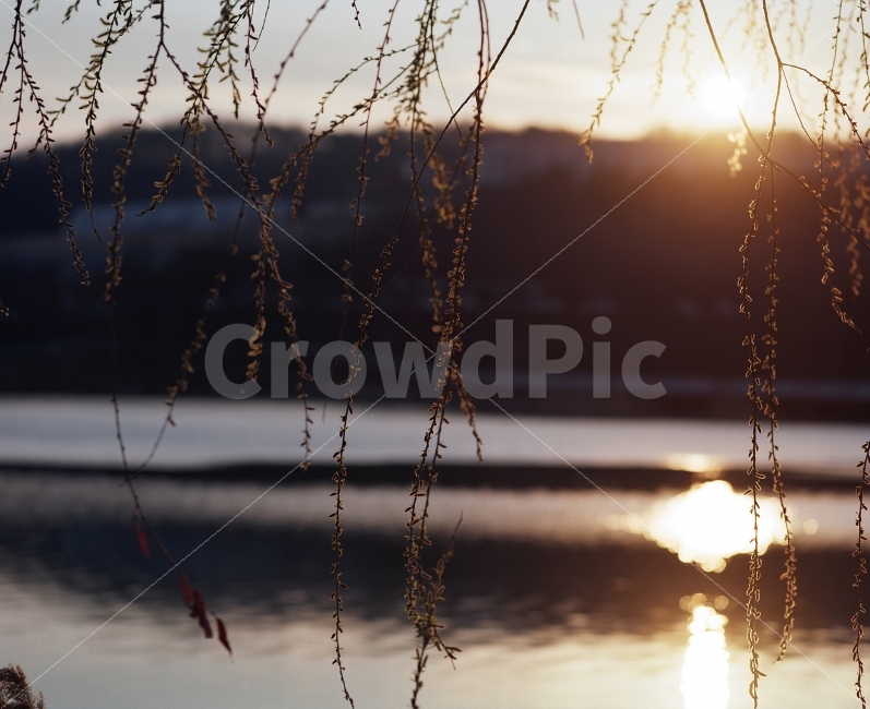 중형필름,봄노을,버드나무,노을,필름사진,마미야rb67,휴식,힐링,rest,relaxation,healing,식물,자연,plants,nature,감성,sensible,feeling