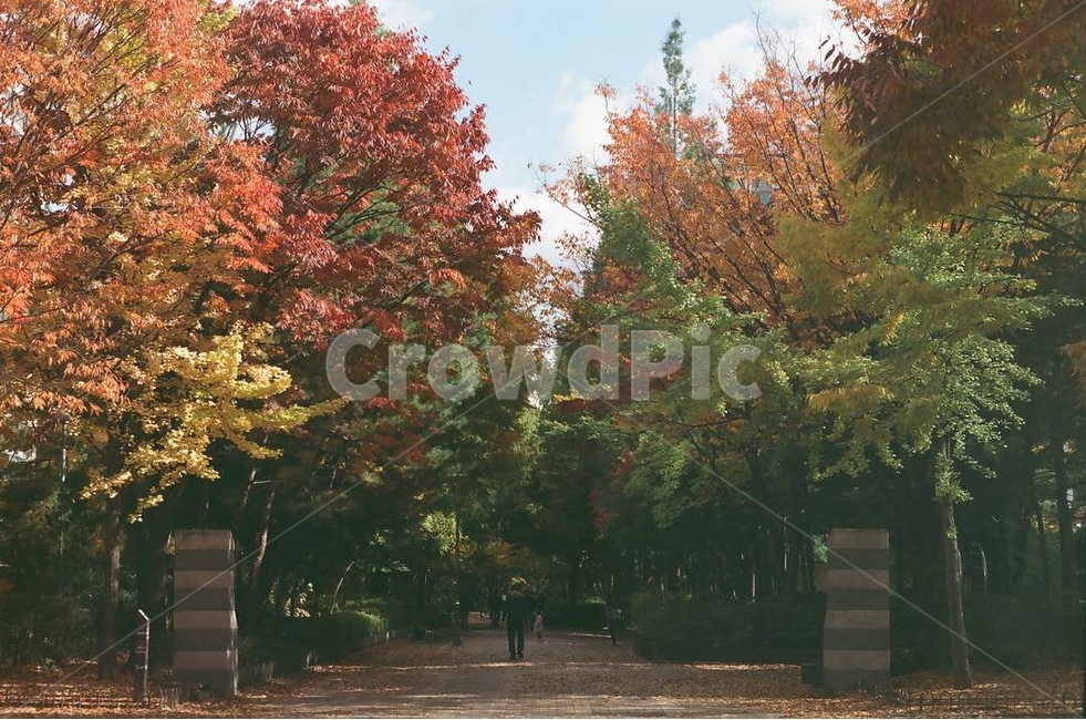 가을,단풍,길,길거리,단풍나무,가을풍경,오색빛,나무,공원,한국자연풍경,한국풍경,fall,autumn,road,autumncolor,trees,leaves,lanscape,city,downtown,감성,색감,색,빨강,오색찬란한,가을,계절,fall,autumn,season,자연,풍경,nature,landscape,maple,tree,plant,식물