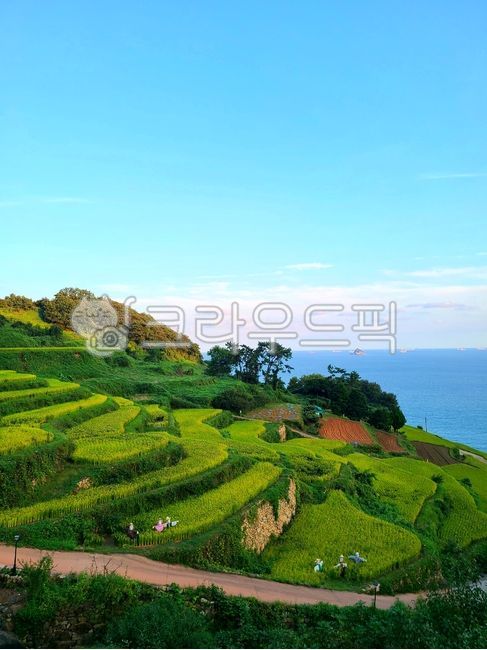 Daraengi Village,rice paddy,outdoors,field,ocean,nature,sea and mountains,south sea,rice fields and fields