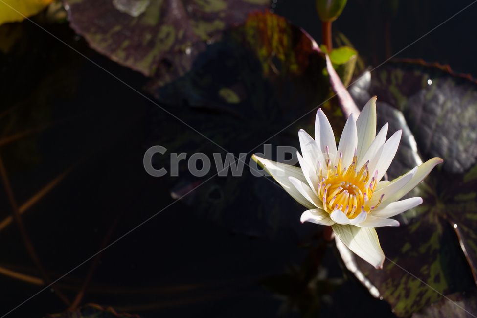 수련,plant,식물,blossom,flower,꽃,lily,식물,자연,plants,nature,꽃,flower