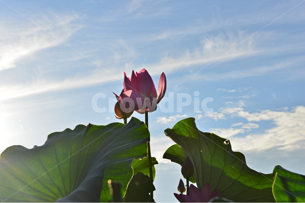 plant,식물,flower,blossom,꽃,궁남지,water,물,outdoors,옥외,nature,자연,하늘,구름,연꽃,홍연