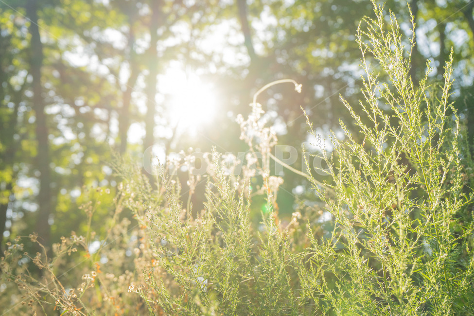 풀,햇빛,나무,자연,플레어,초록,식물,자연,plants,nature,휴식,힐링,rest,relaxation,healing