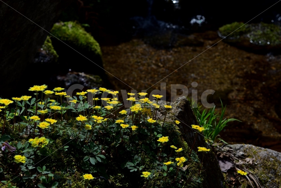 금괭이눈,봄,야생화,꽃,청태산,강원도,봄꽃,고산야생화,감성,wildflower,산꽃,봄야생화,계곡,이끼,꽃말,골짜기의황금,변하기쉬운마음,식물,자연,식생,생태,범의귀과,괭이눈속,식물,자연,plants,nature,꽃,flower