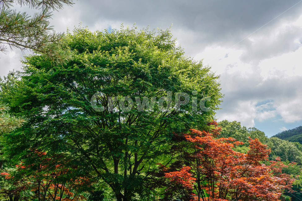 나무,단풍,가을,하늘,정원,공원,자연,풍경,nature,landscape,tree,plant,식물,maple