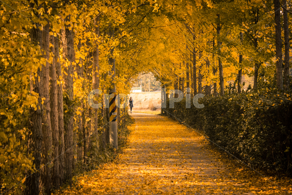 garosugil,tree,leaf,road,ginkgo tree road,plant,maple,ginkgo,ginkgo tree,autumn,ginkgo leaf