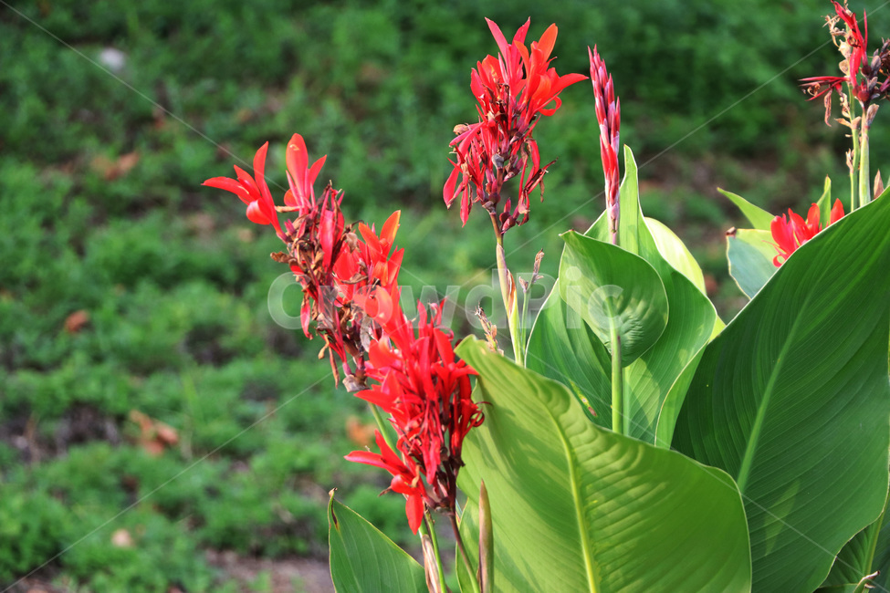 plant,식물,flower,꽃,칸나,식물,자연,plants,nature,꽃,flower
