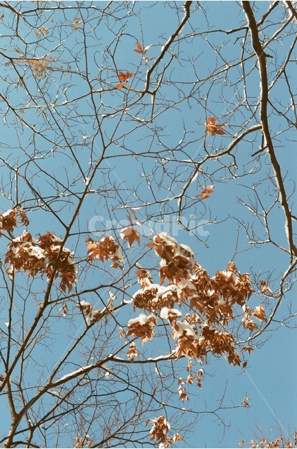 겨울,나무,하늘,풍경,감성,눈,겨울,계절,winter,season,식물,자연,plants,nature,감성,sensible,feeling