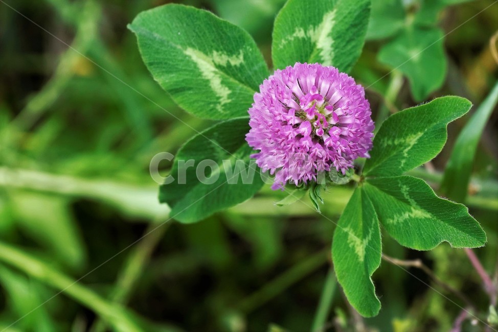 토끼풀,붉은토끼풀,귀화식물,풀,클로버,crimsonclover,grass,green,nature,plant,redclover,trifolium