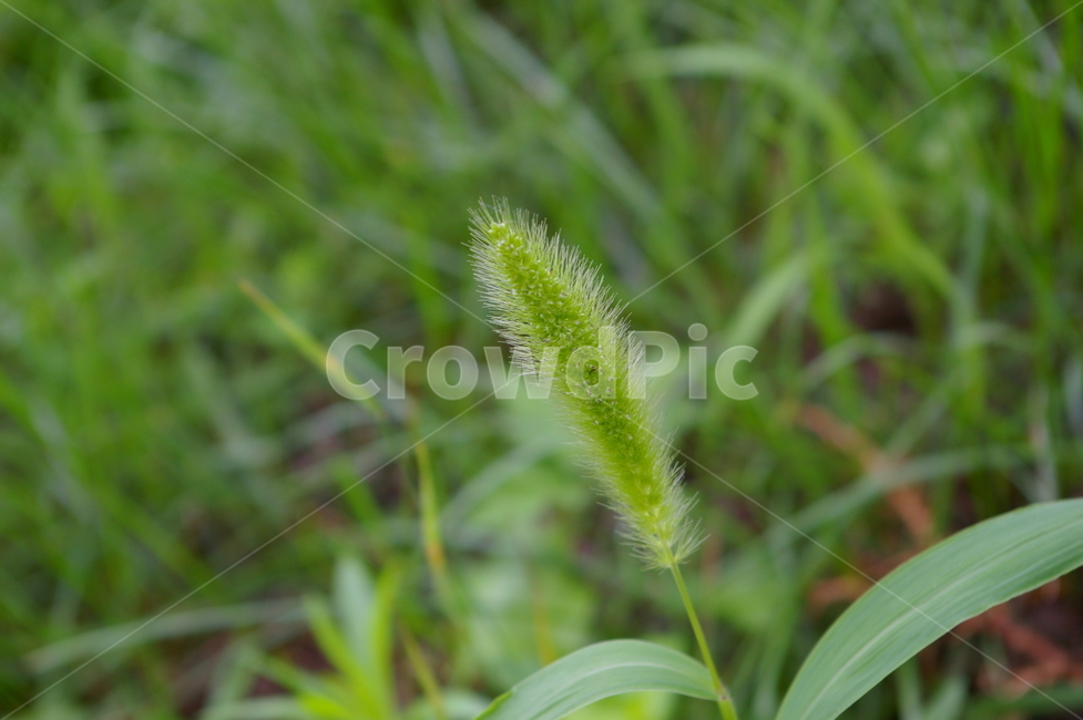 식물,잔디,grass,plant,야외,강아지풀