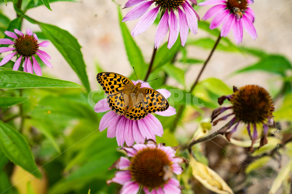 plant,식물,곤충,나비,insect,butterfly,꽃