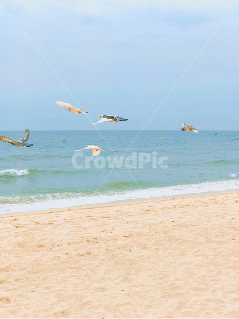 바다,여름,비둘기,감성사진,청량,해변,바다,beach,sea,동물,animal,조류,새,birds