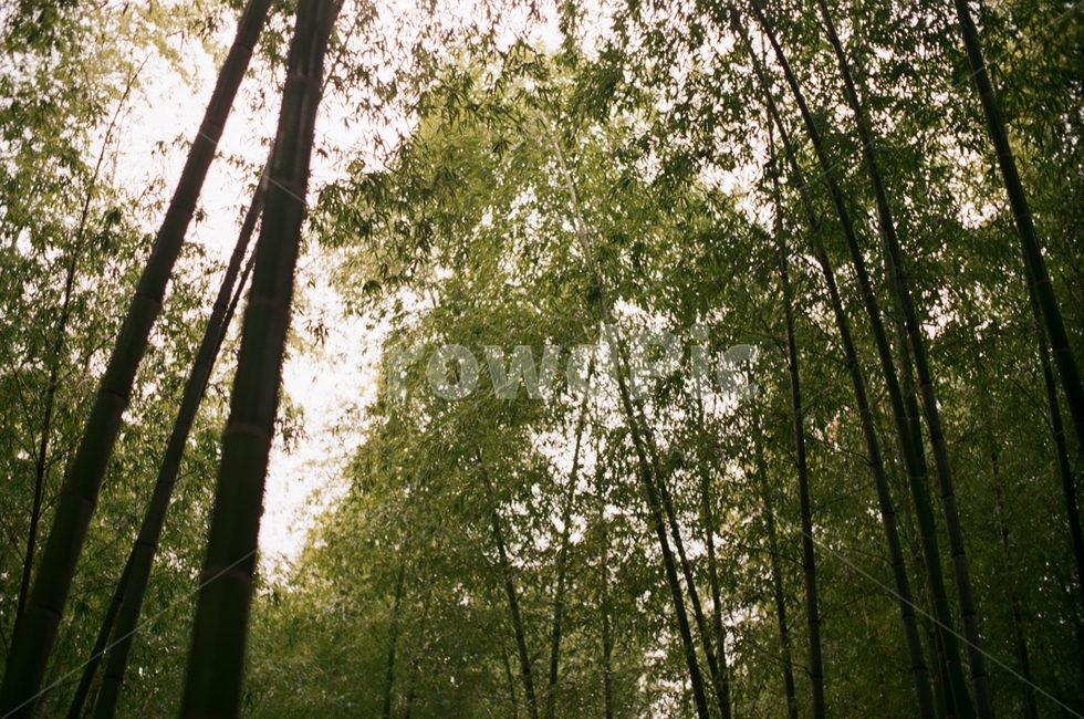 대나무,숲,오후,자연,시골,nature,bamboo,forest,tree,나무,day,film,필름