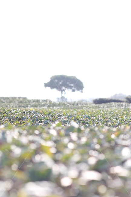 녹차,녹차밭,푸릇,나무,밭,제주,자연,풍경,nature,landscape