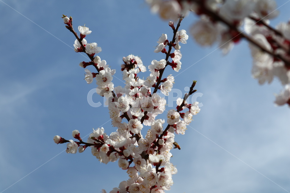 바탕화면,배경화면,벚꽃,벚나무,봄,식물,자연,plants,nature,꽃,flower