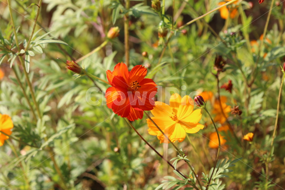 코스모스,채송화,꽃,자연,잎,봄,가을,평화로운,환경,식물,자연,plants,nature,꽃,flower