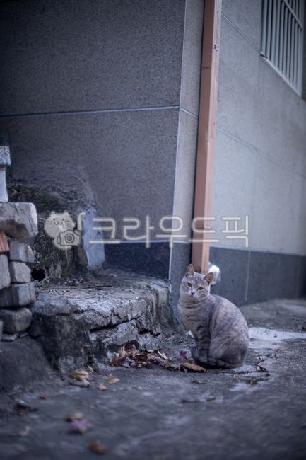 stray cat,cat,winter,cute,wildcat