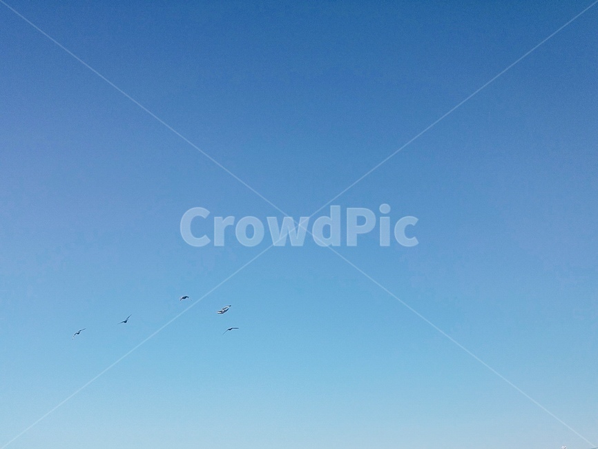 하늘,새,새무리,파란하늘,갈매기,sky,bird,seagull,gull,group,blue,자연,풍경,nature,landscape,flying,나는,animal,동물