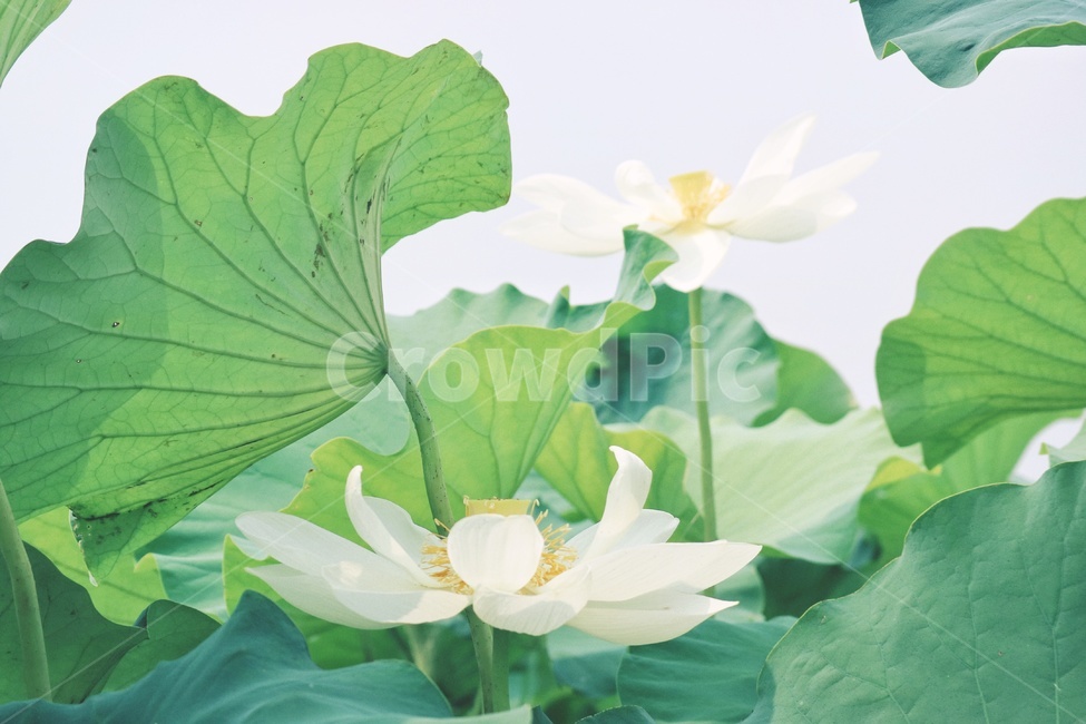 연꽃,꽃,lotus,flower,감성,식물,자연,plants,nature,꽃,flower