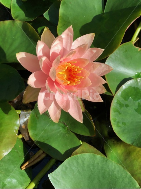 연꽃,활짝핀꽃,분홍꽃,꽃,flower,물위꽃