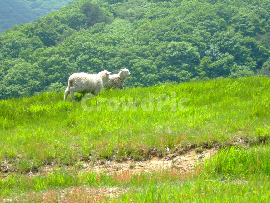 동물,양,양두마리,행복,동물커플,풀,animal,sheep,포유류,mammalia,푸른초원,대관령,양떼목장,동물,animal,포유류,mammal
