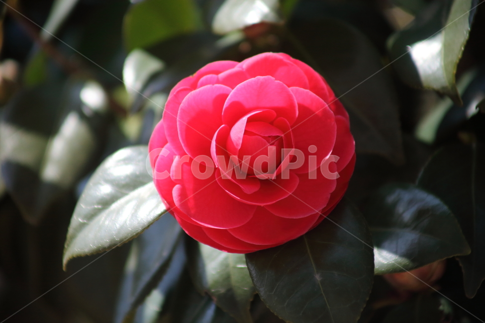 꽃,동백,flower,camellia,봄,동백꽃,Camelliajaponica