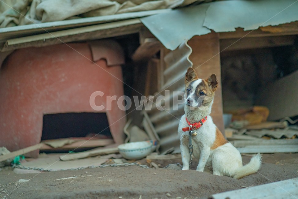 강아지,개,시골,동물,dog,동물,animal,포유류,mammal,개,강아지,dog,doggy
