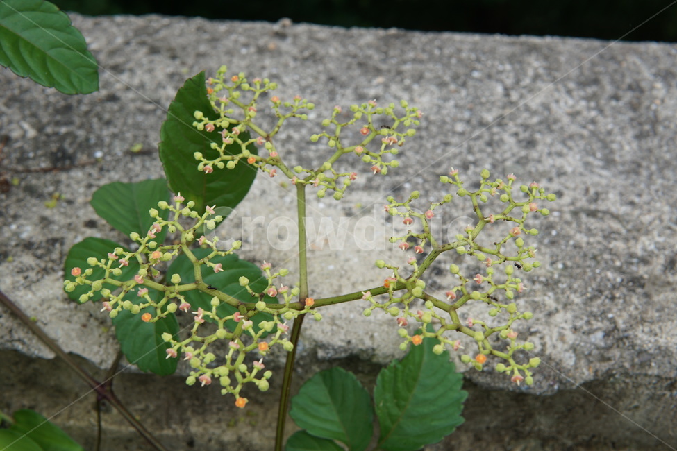 나무,tree,green,녹색,푸른,싱그러운,시원한,열매,잎파리,잎사귀,꽃,야자수,향나무