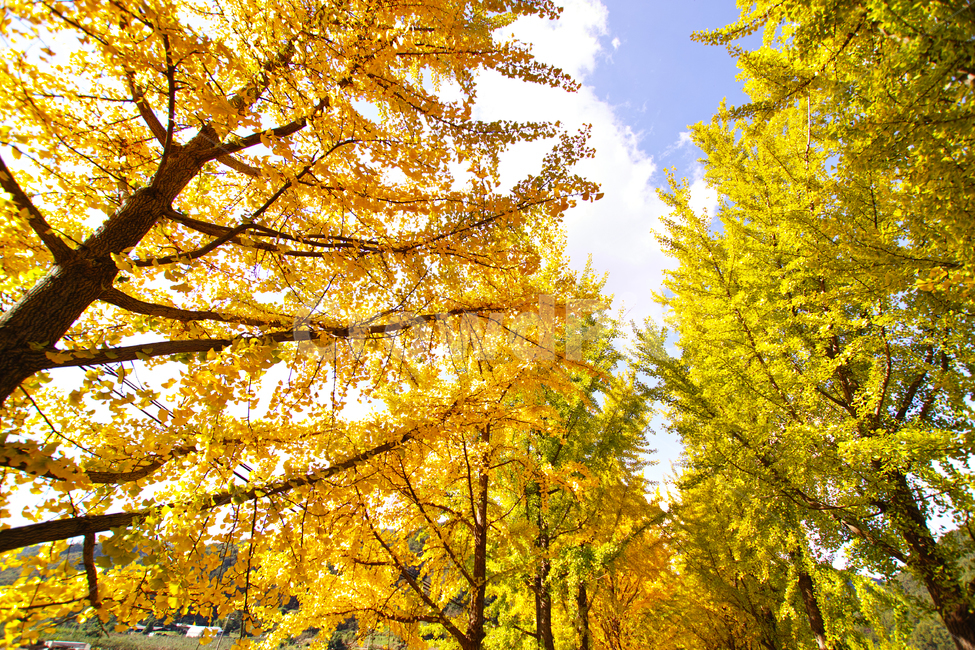 은행,은행나무,나무,가을,단풍,단풍놀이,tree,plant,식물,가을,계절,fall,autumn,season,자연,풍경,nature,landscape,maple