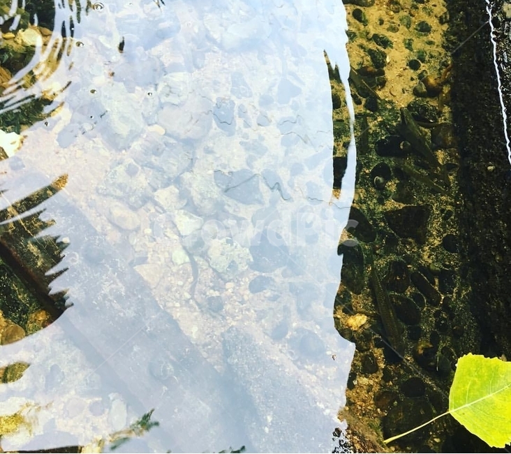 도랑,물고기,개울,송사리,물,고기,물의파장,동물,animal,어류,물고기,fish