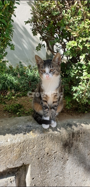 고양이,cat,animals,cuty,kitten,kittys,길고양이,동물,animal,포유류,mammal,고양이,cat,kitten,kitty