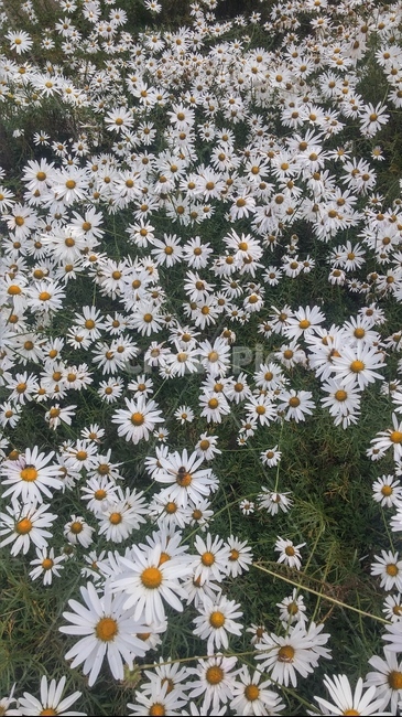 봄,꽃,꽃밭,무리꽃,꽃무리,식물,자연,plants,nature,꽃,flower