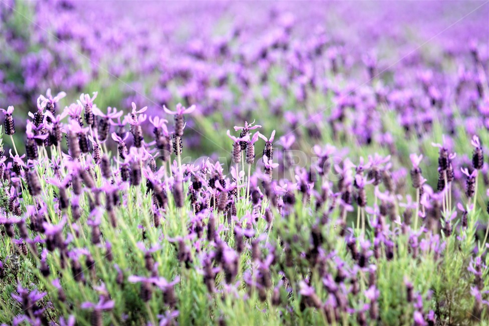 라벤더,꽃,식물,보라색,자연,봄,nature,flower,purple,violet,spring,식물,자연,plants,nature,꽃,flower