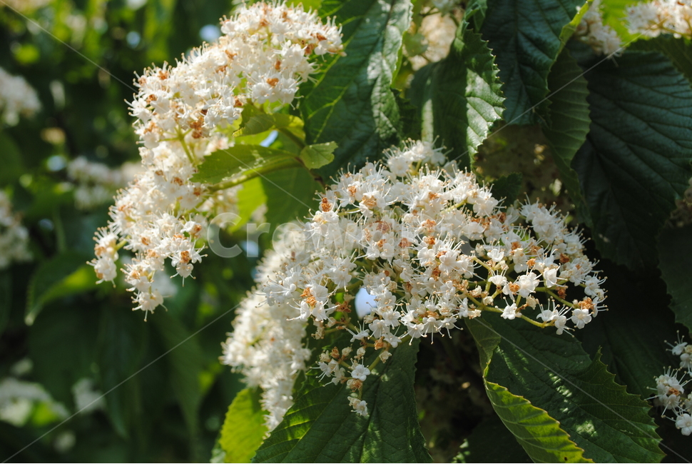 나무,자연,하얀꽃,꽃,가막살나무,가막살나무꽃,나뭇잎,푸른,봄,계절,spring,season,식물,자연,plants,nature,꽃,flower,plant