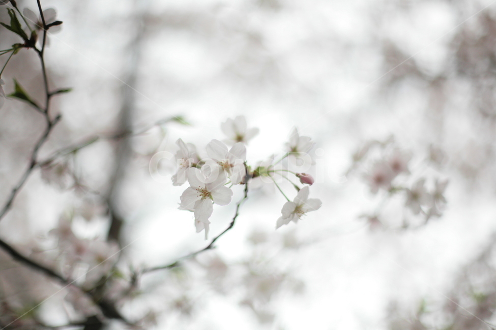 plant,식물,일본,나카메구로,하나미,일본벚꽃,벚꽃,사쿠라,봄,계절,spring,season