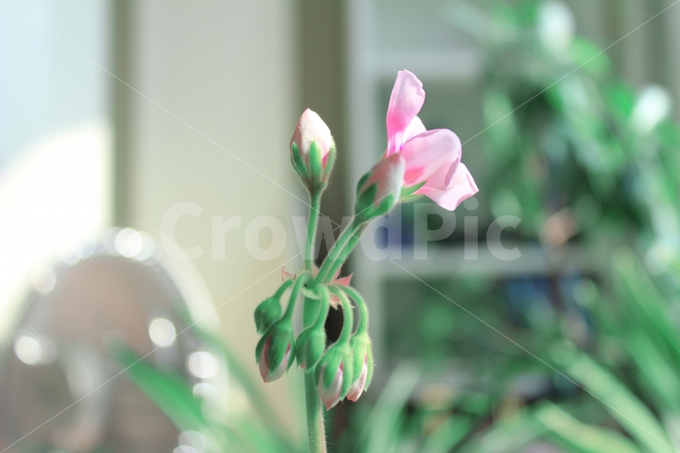 꽃,flower,자연,초록,색감,식물,집,자연물,분홍,식물,자연,plants,nature,꽃,flower