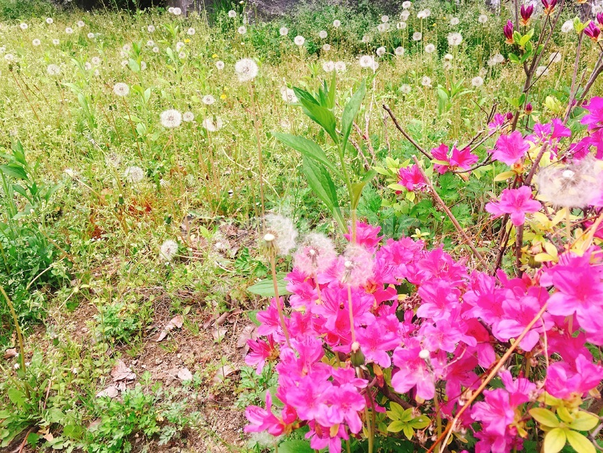 꽃,들꽃,봄,정원,꽃밭