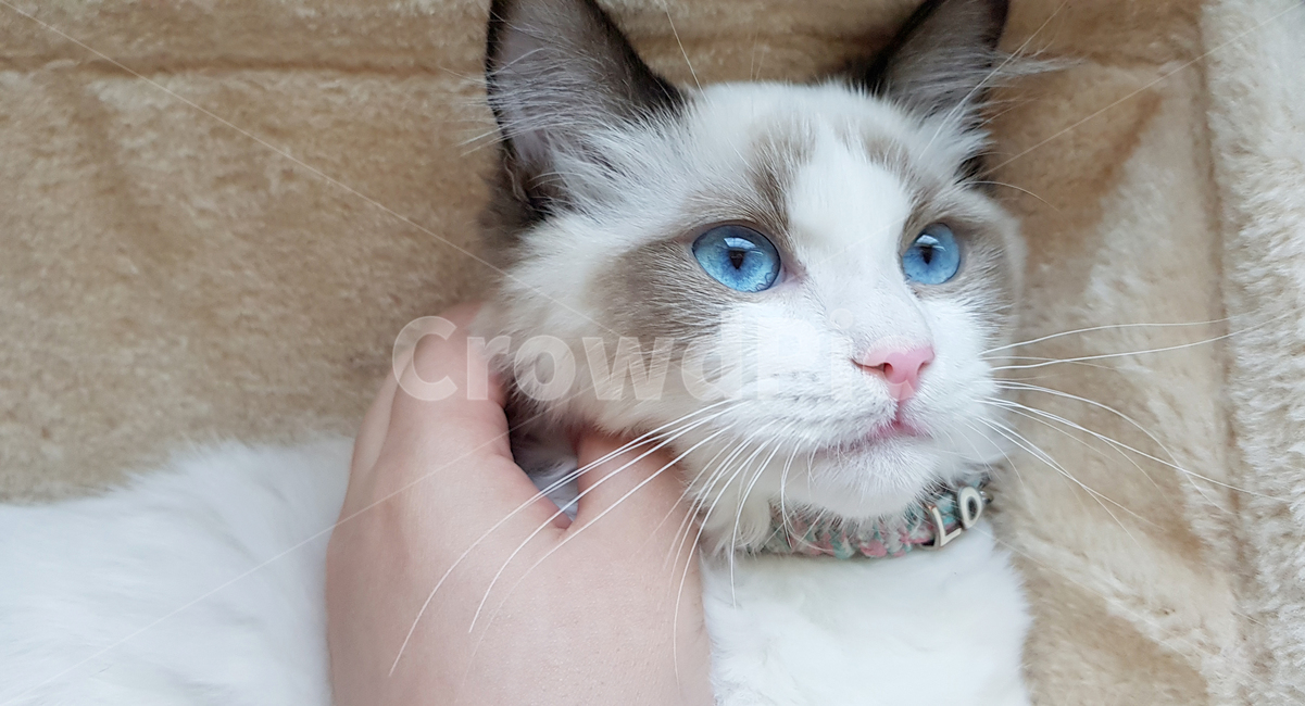 랙돌,렉돌,래그돌,랙돌고양이,렉돌고양이,고양이,품종묘,반려동물,미묘,예쁜고양이,파란눈,파란눈고양이,블루아이,고양이눈,핑크코,미묘랙돌,반려묘,cat,regdoll,푸른눈