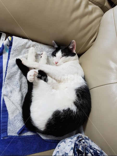 고양이,검정,흰색,검은색꼬리,핑크색코,발톱,동물,animal,포유류,mammal,고양이,cat,kitten,kitty