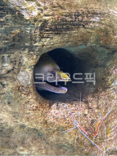 cave,fish,aquatic life,animal,moray eel
