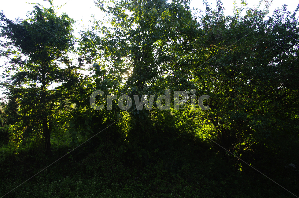 자연,nature,식물,plant,나무,숲,자연,풍경,nature,landscape,tree