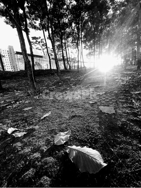 빛,햇빛,바닥,ground,sunlight,light