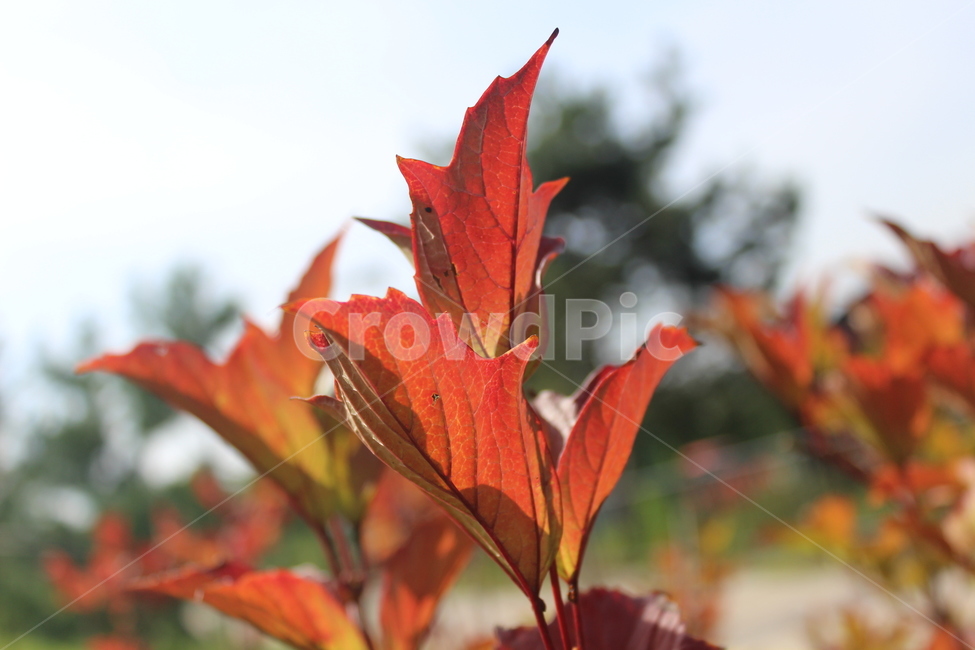 plant,식물,leaf,잎,단풍,가을,계절,fall,autumn,season